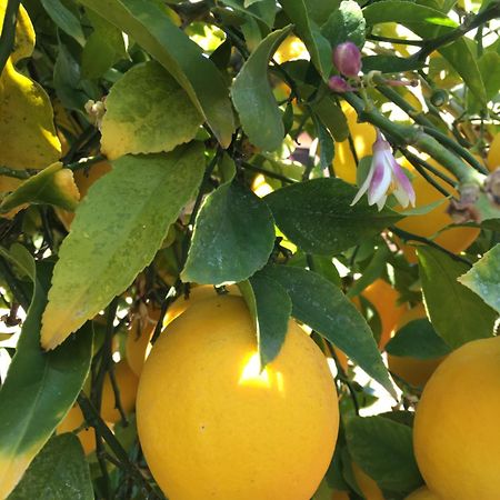 Lemon Tree Hotel Seget Donji Bagian luar foto