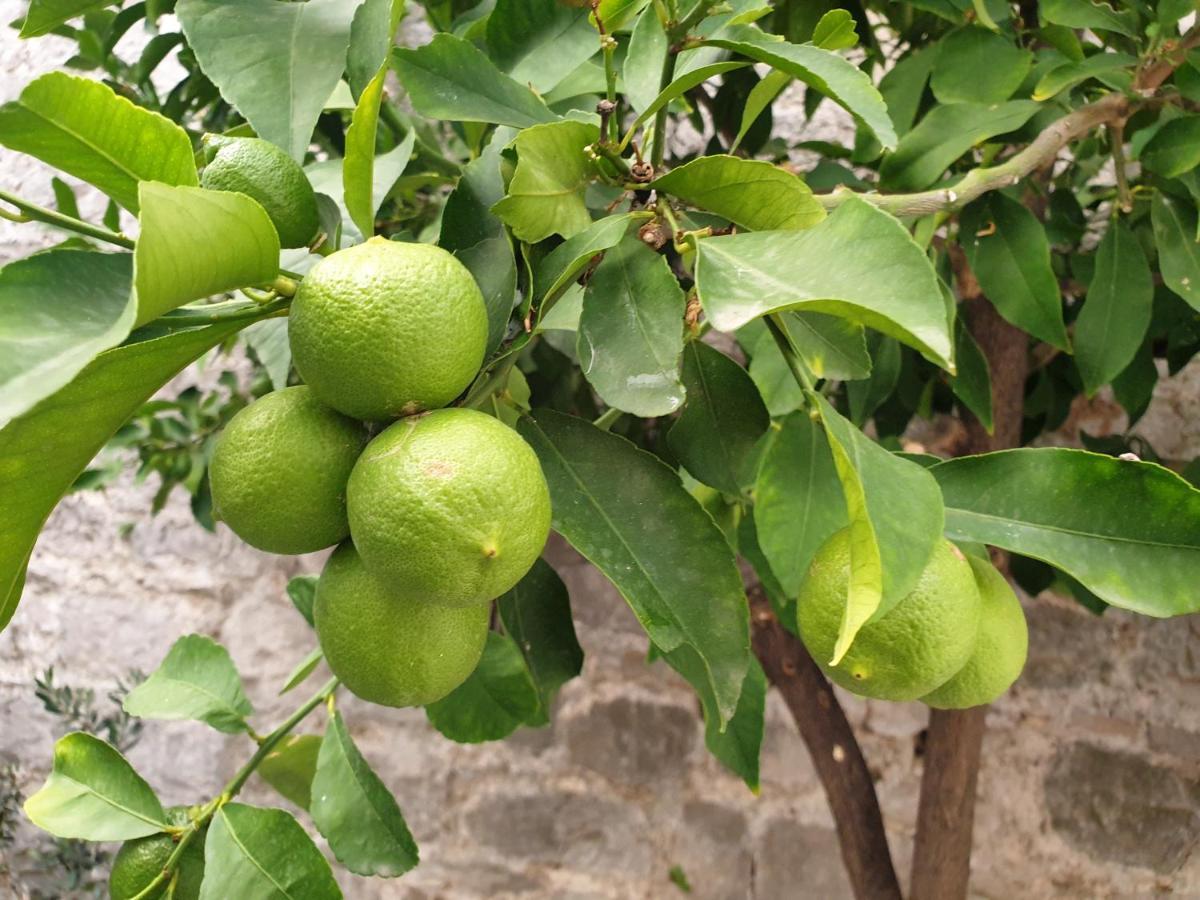 Lemon Tree Hotel Seget Donji Bagian luar foto
