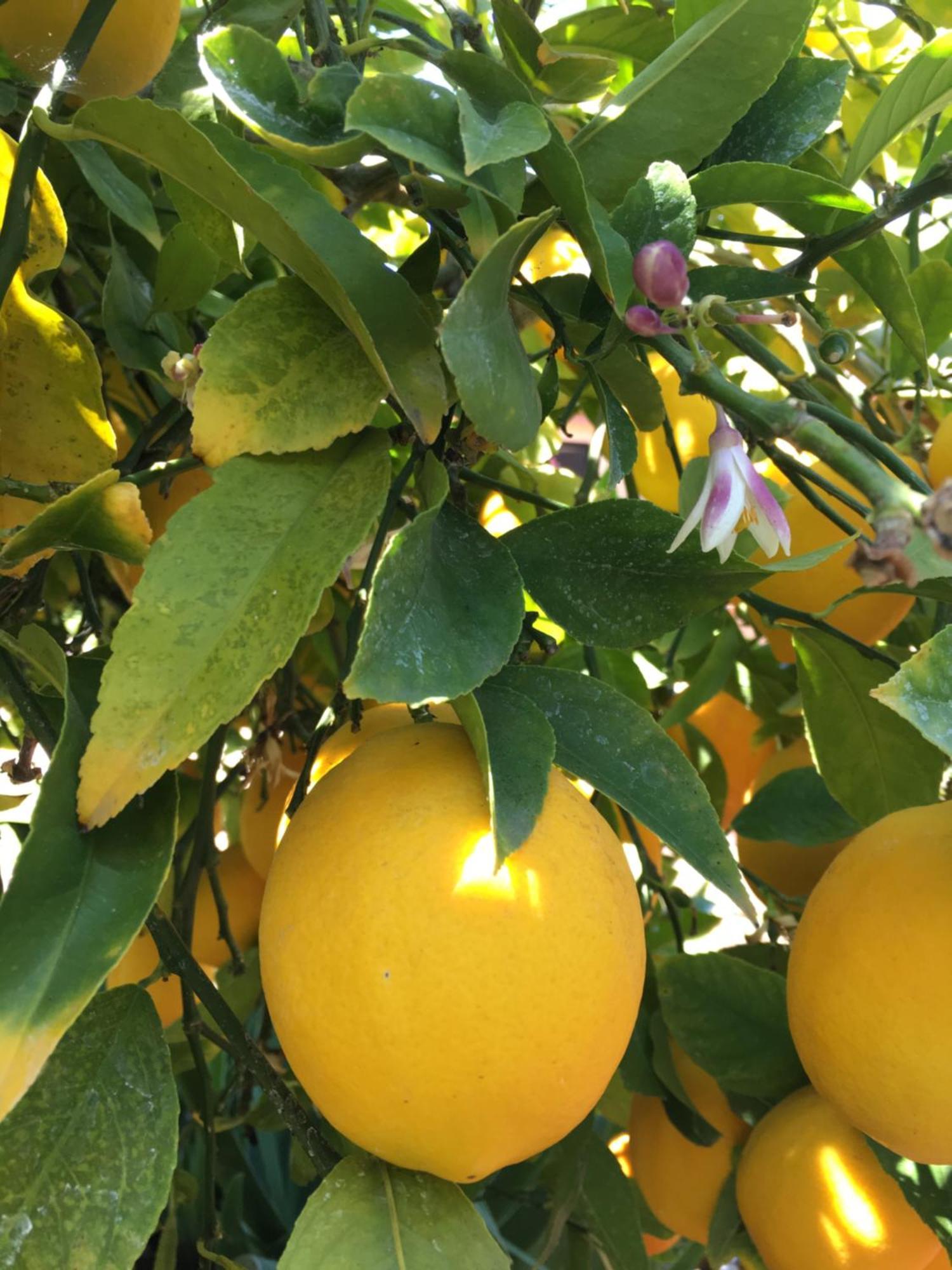 Lemon Tree Hotel Seget Donji Bagian luar foto