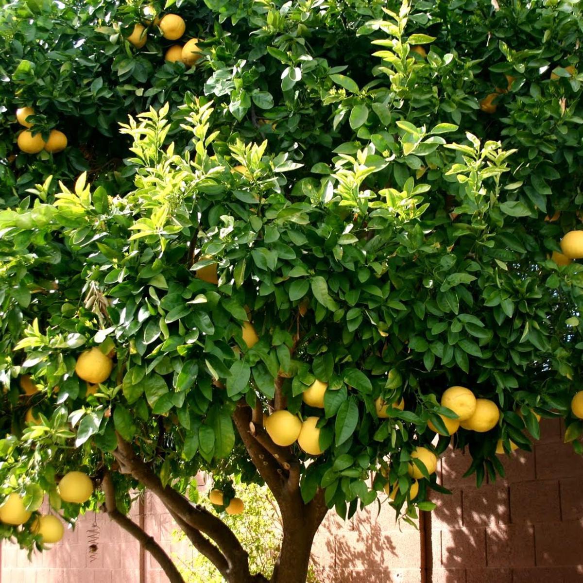Lemon Tree Hotel Seget Donji Bagian luar foto